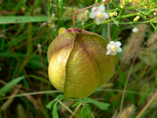 {Cardiospermum halicacabum}